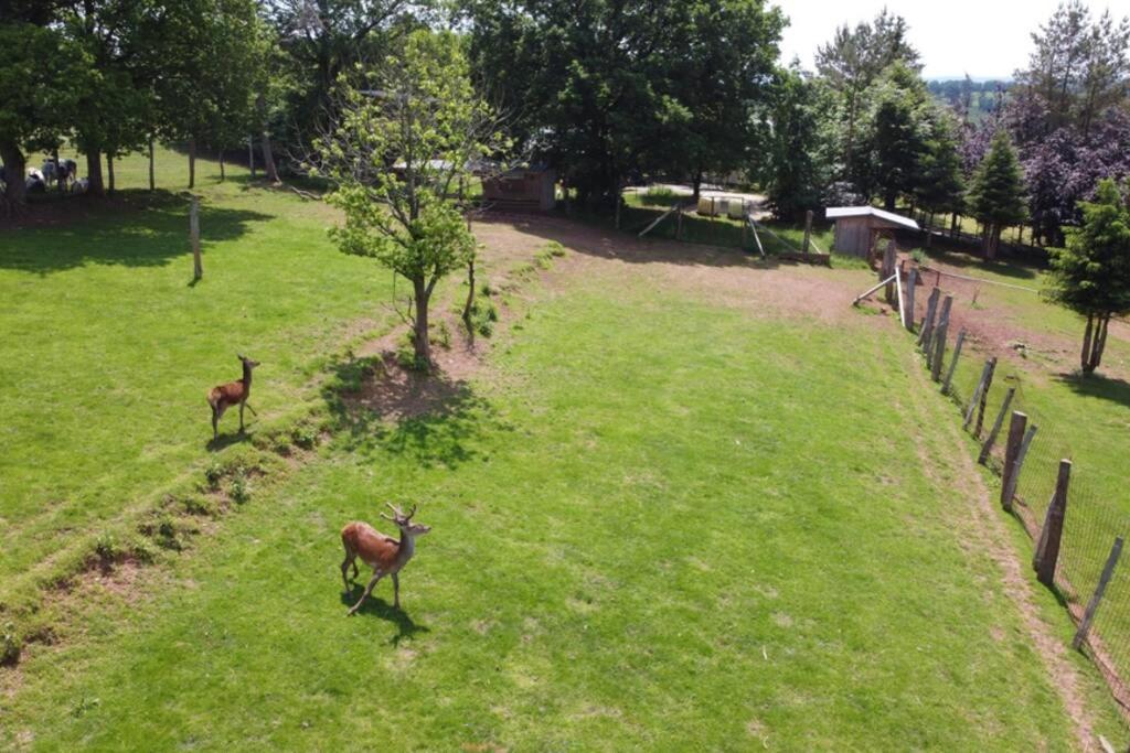 Le Grand Cerf 25 Pers, Malmedy- Chalet Rustique, Jardin Экстерьер фото